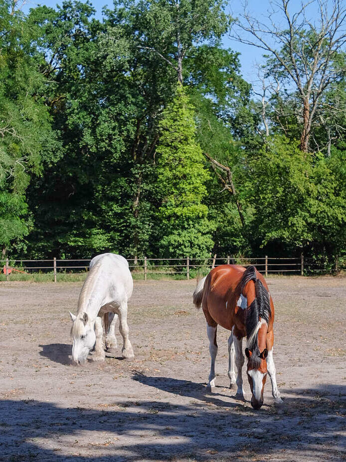 Chevaux des écuries du Château de Rouillac